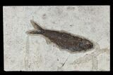 Fossil Fish (Knightia) - Green River Formation #113997-1
